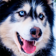 程序图标：Husky dog Wallpaper HD : …