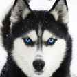 Icon of program: Husky dog Wallpaper HD : …