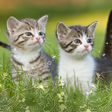Icon of program: 猫壁紙 Called me?