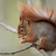 أيقونة البرنامج: NSFSquirrels