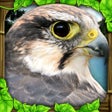 Icon of program: Falcon Simulator