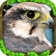 プログラムのアイコン：Falcon Simulator