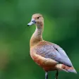 Lesser Whistling Duck Sounds