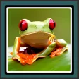 Live Wallpapers  Frog