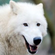프로그램 아이콘: Arctic Wolf Survival Simu…