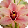 程序图标：Orchid Wallpapers
