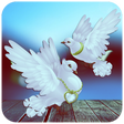 Icon of program: Pigeon Wallpaper