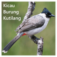 Ikon program: Kicau Burung Kutilang Off…