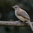 أيقونة البرنامج: Bulbul Bird Sounds