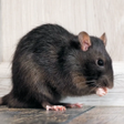 程序图标：Mouse and Rat Sounds ~ Sb…
