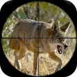 Coyote Hunting Calls