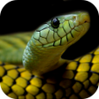 プログラムのアイコン：Snake Wallpapers