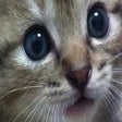 Icon of program: Kitten Around!