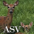 Icona del programma: Psalm Daily Quotes ASV