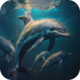 程序图标：Dolphins Video Live Wallp…