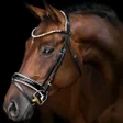 Icon of program: Horses Live Wallpaper