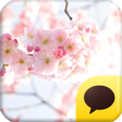 Icon of program: 카카오톡 테마 - The CherryBloss…