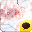 카카오톡 테마 - The CherryBlossom