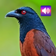 Coucal Sound Ringtones