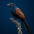 プログラムのアイコン：Coucal Sound Ringtones