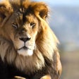 Icon of program: Lion Wallpapers HD