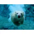 Polar Wildlife Free Screensaver