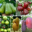 程序图标：various fruit plants