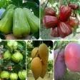 various fruit plants