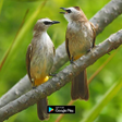 Ikon program: suara pikat burung trucuk…