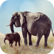 Icon of program: Elephant Sounds