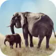 Elephant Sounds