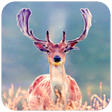 プログラムのアイコン：Deer Wallpaper