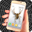 プログラムのアイコン：Spider on screen prank