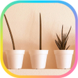 程序图标：카카오톡 테마 - Cactus