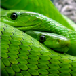 Иконка программы: Snake Live Wallpaper
