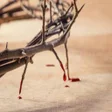 プログラムのアイコン：Oración de la Sangre de C…