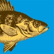 ไอคอนของโปรแกรม: WI Fish ID