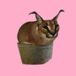 Icoon van programma: floppa.png