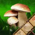 Mushroom Book  Identification