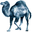 Icon of program: Perl