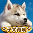 プログラムのアイコン：子犬のかわいい育成ゲーム - 癒しの犬育成アプリ