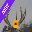 Icon of program: Winter Deer Wallpaper HD …