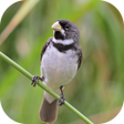Ikona programu: Collar Bird Corners
