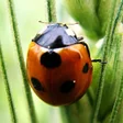 程序图标：Insects Jigsaw Puzzles
