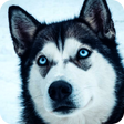 Icon of program: Husky Dog Wallpaper