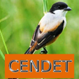Icon of program: Master Kicau Cendet