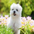 Icon of program: My Maltese Cute Puppy & D…