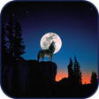 プログラムのアイコン：10000 WildLife Wallpapers