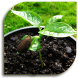 プログラムのアイコン：Seeds - Planting (Guide)