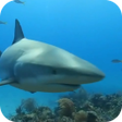 Icon of program: Shark Live Wallaper